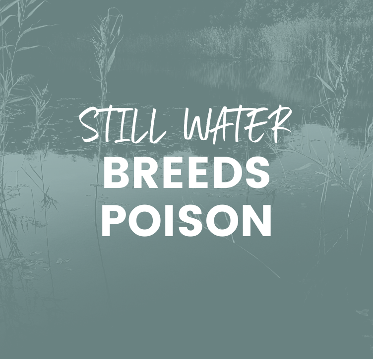 Still Water Breeds Poison