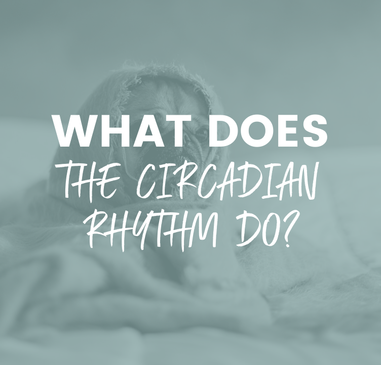 What Does the Circadian Rhythm Do?